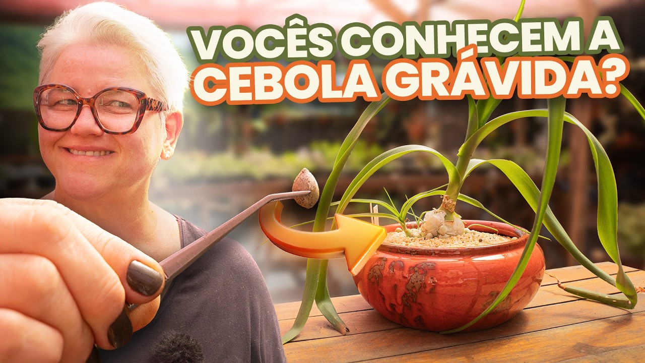Tudo sobre Cebola Ornamental