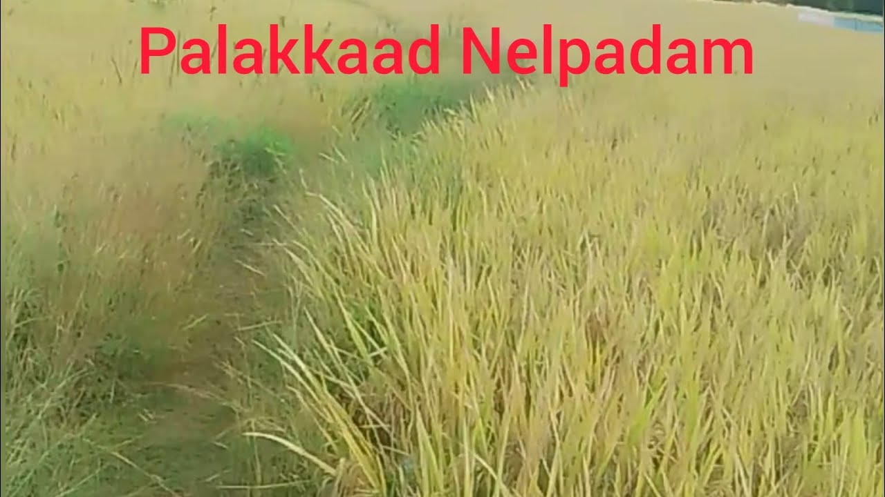 Palakkad Nelpadam 🌾 | Kerala Paddy Fields | Village Life Vlog 2026