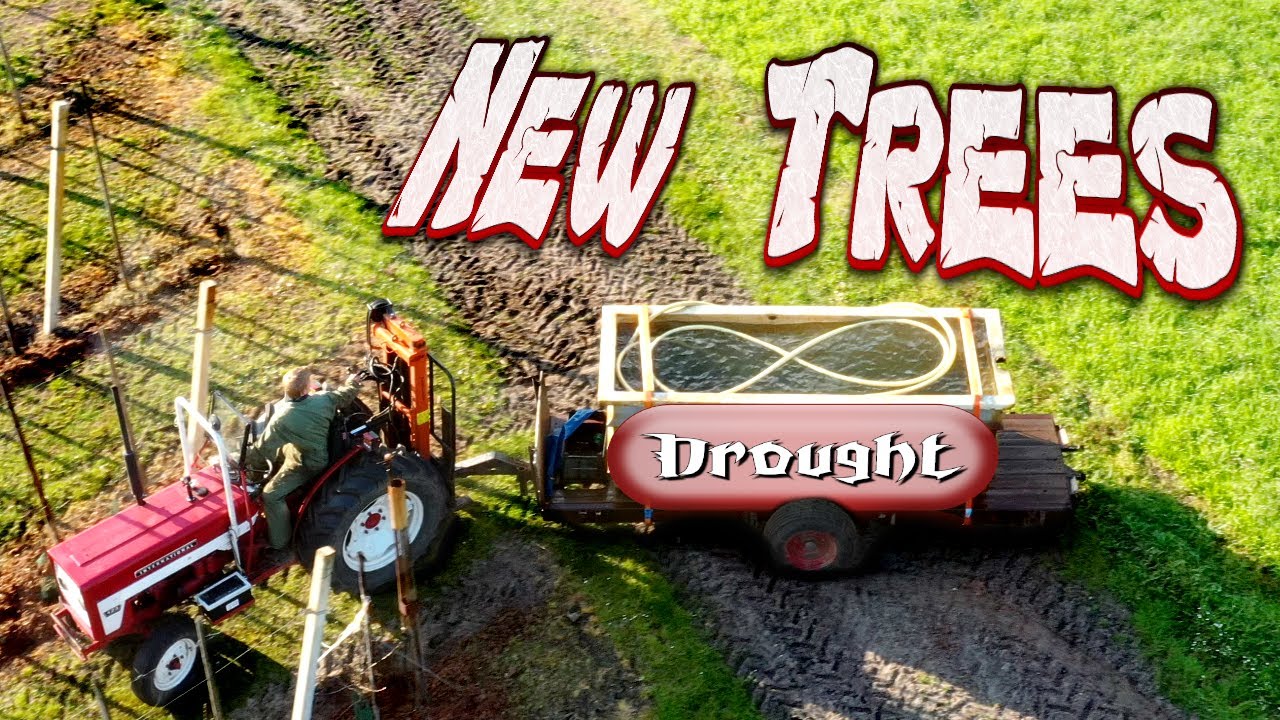 How to plant Wellant apple trees