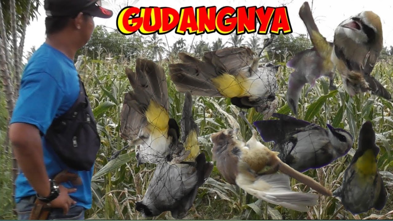 Menjaring Ribuan Burung Yg Lagi Main Bonus Cendet Sepasang