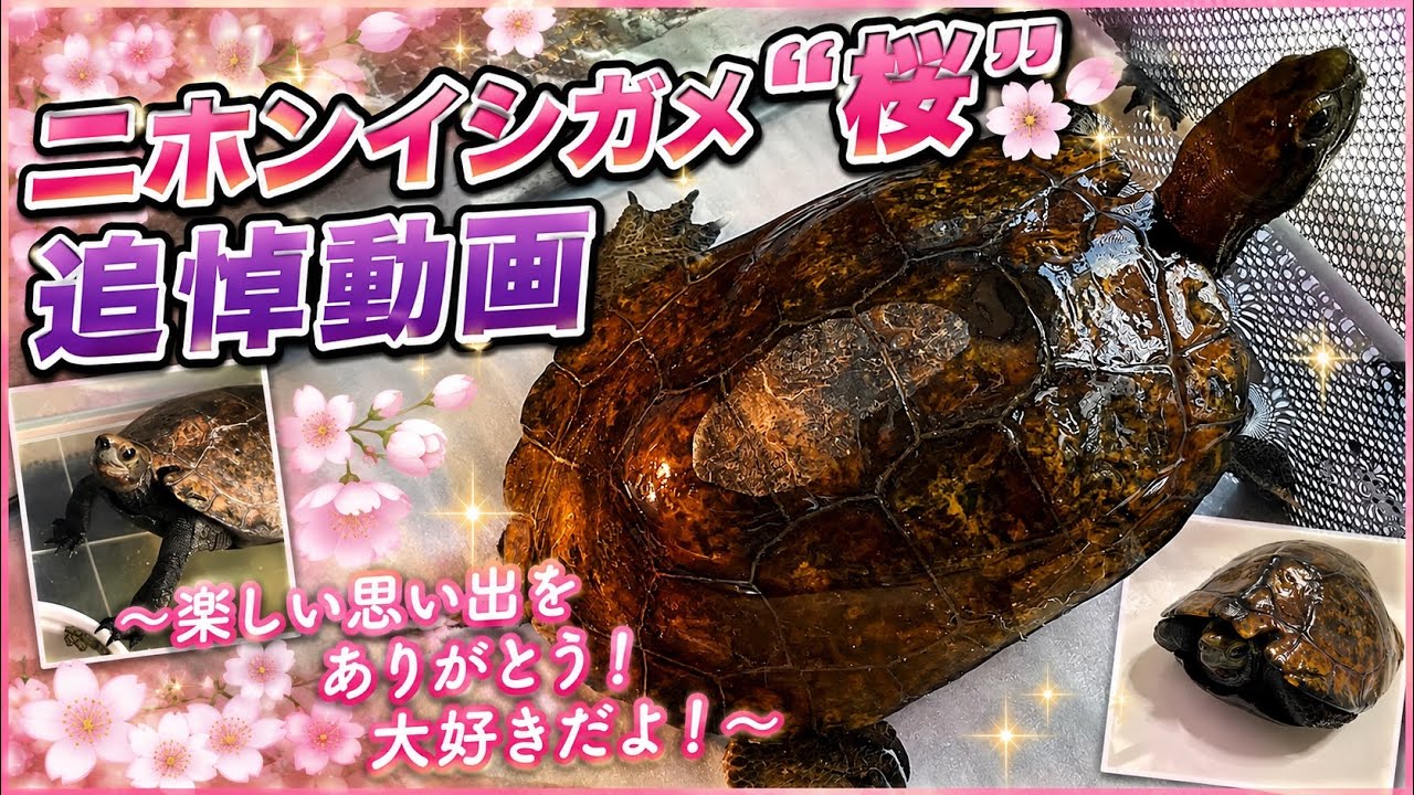 ニホンイシガメ”桜” 追悼動画 ～楽しい思い出をありがとう！大好きだよ！～
