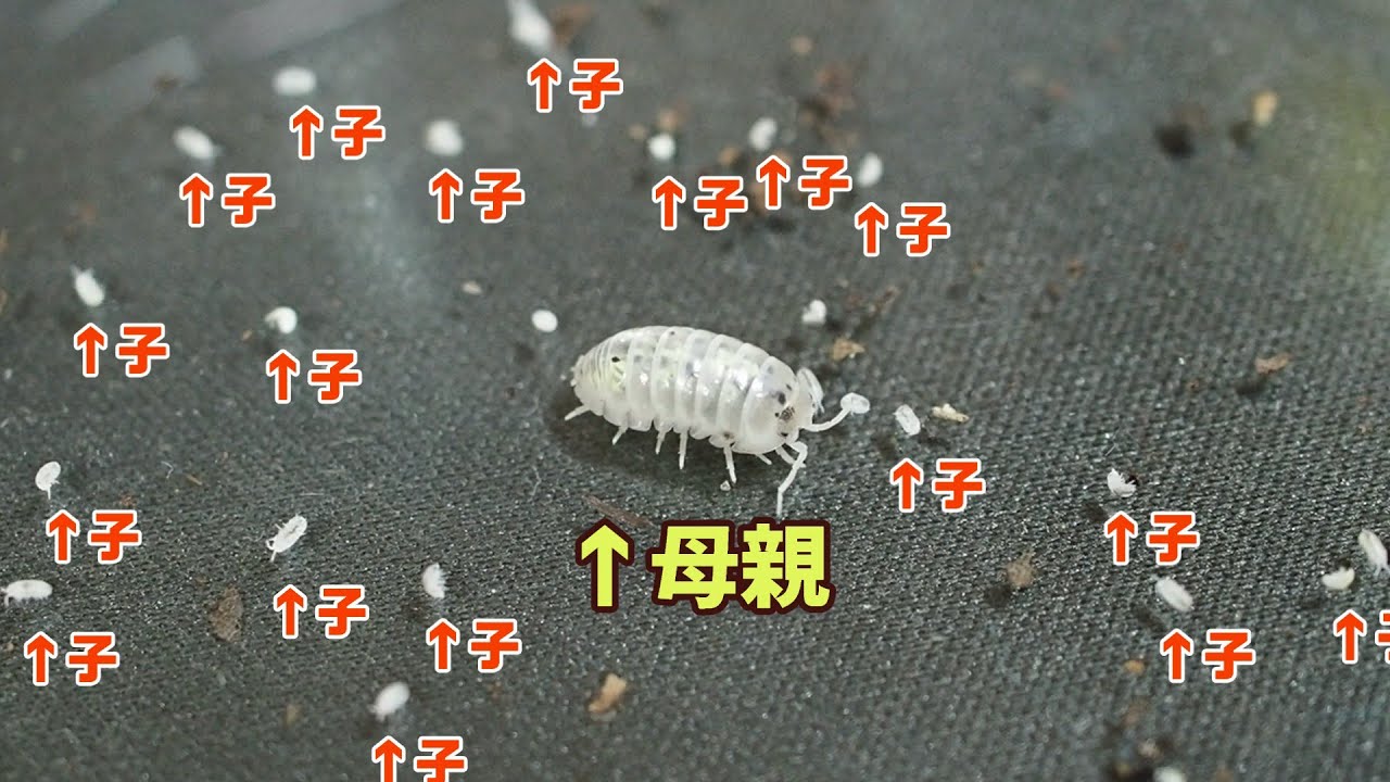 ダンゴムシが一度に何匹の赤ちゃんを産むのか実際に数えてみた