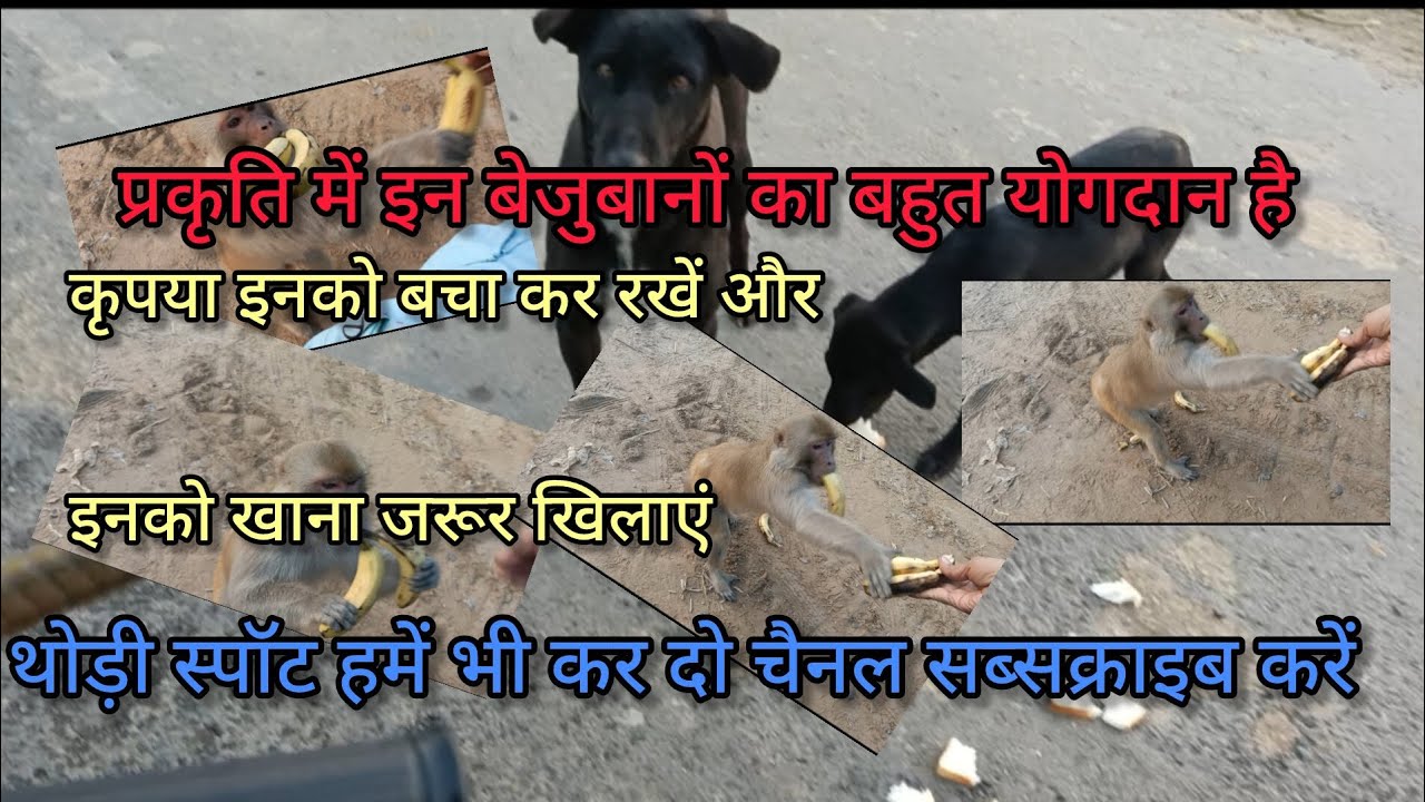 अगर आपको हमारा काम अच्छा लगे तो सब्सक्राइब जरूर करें।और इन बेजुबानों को खाना जरूर खिलाएं।