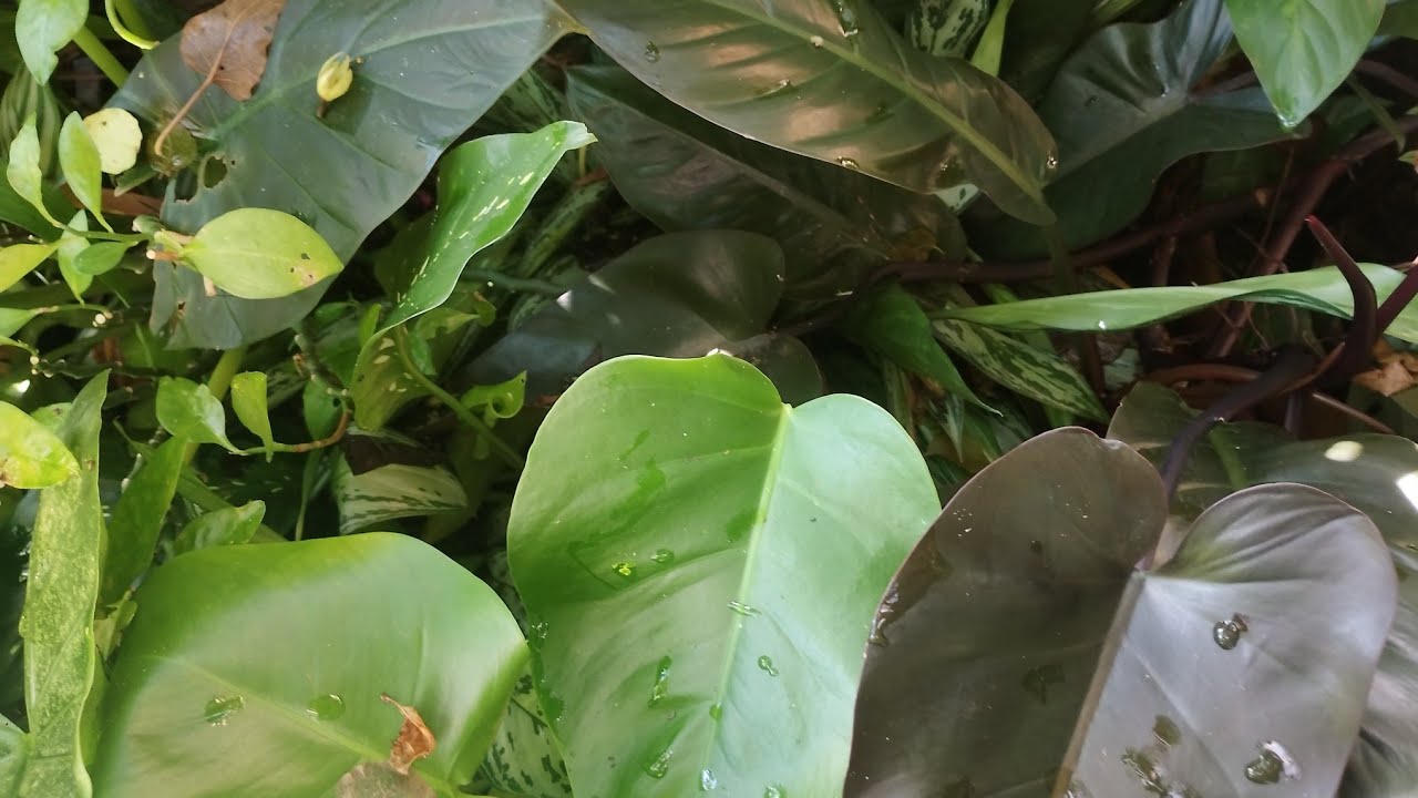 PLANTAS DE SOMBRA FOLHAGEM,#folhas LINDAS PARA TER EM #casa  #plantas ,#roça  #jardim #sitio #lar 🌿💚