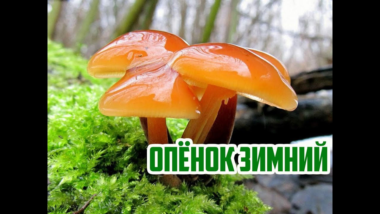 Где искать грибы зимой / Опенок зимний / Flammulina velutipes