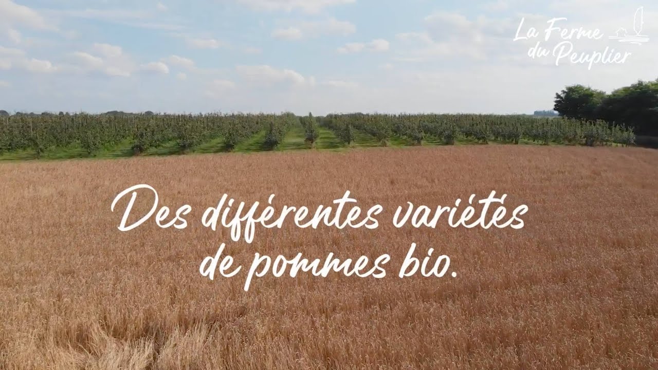 VARIÉTÉS POMME BIO