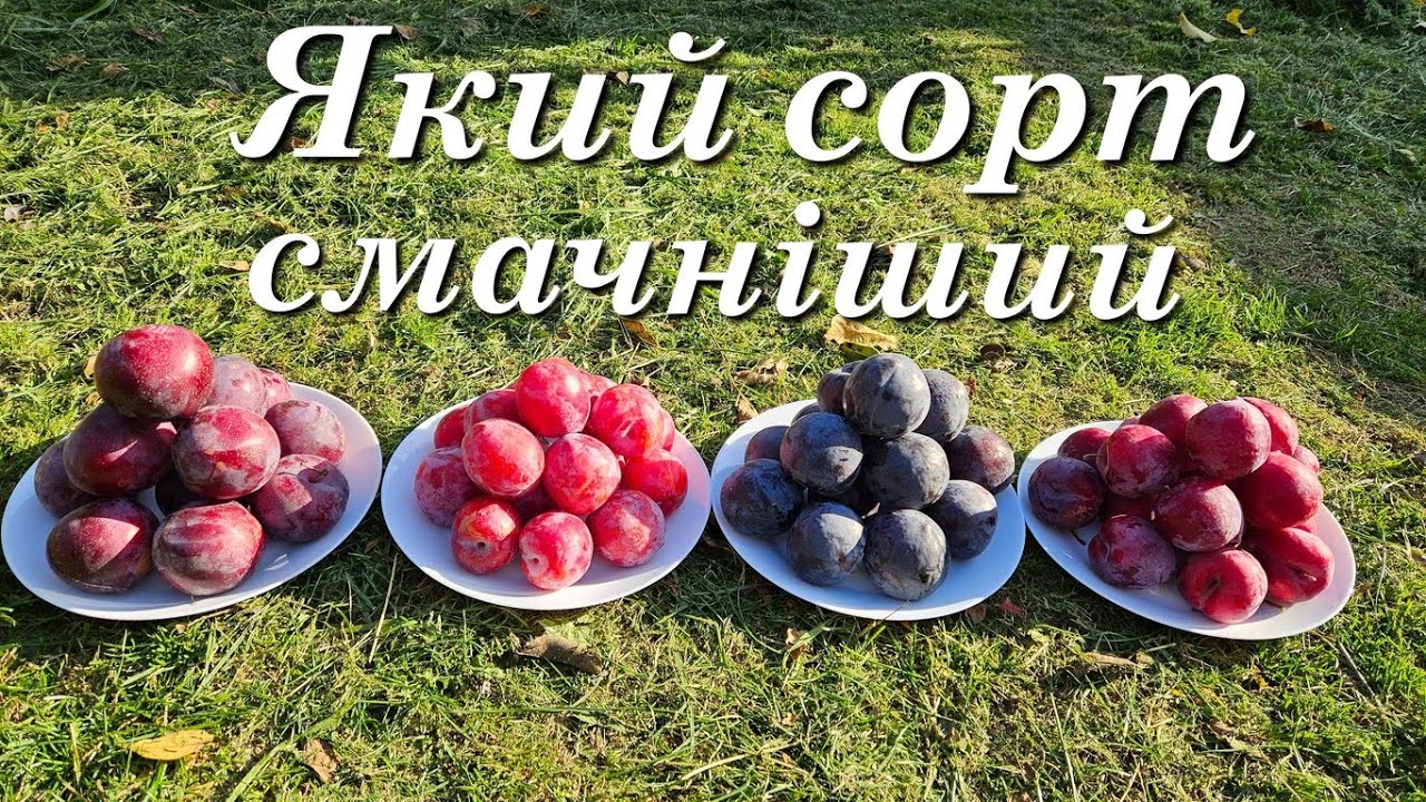 Самі пізні сорти диплоїдної сливи в Україні.