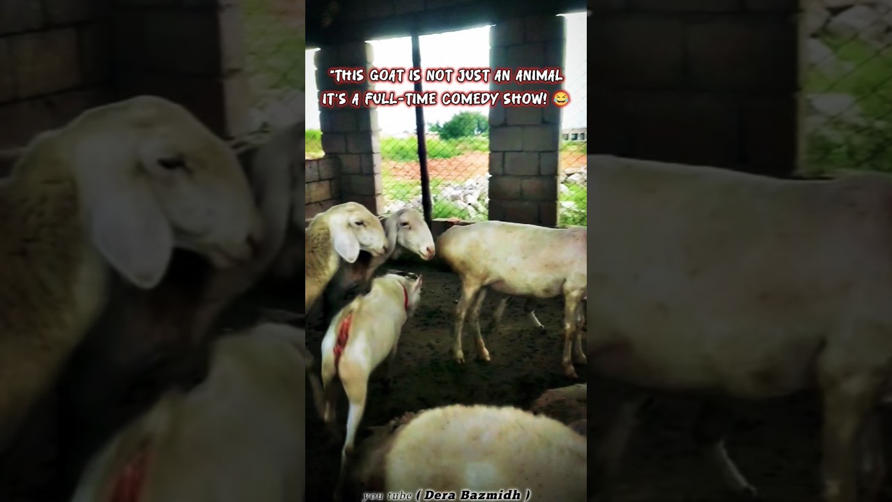 Goat Facts | Interesting Information About Goats | Goat Farming Guide 2025
