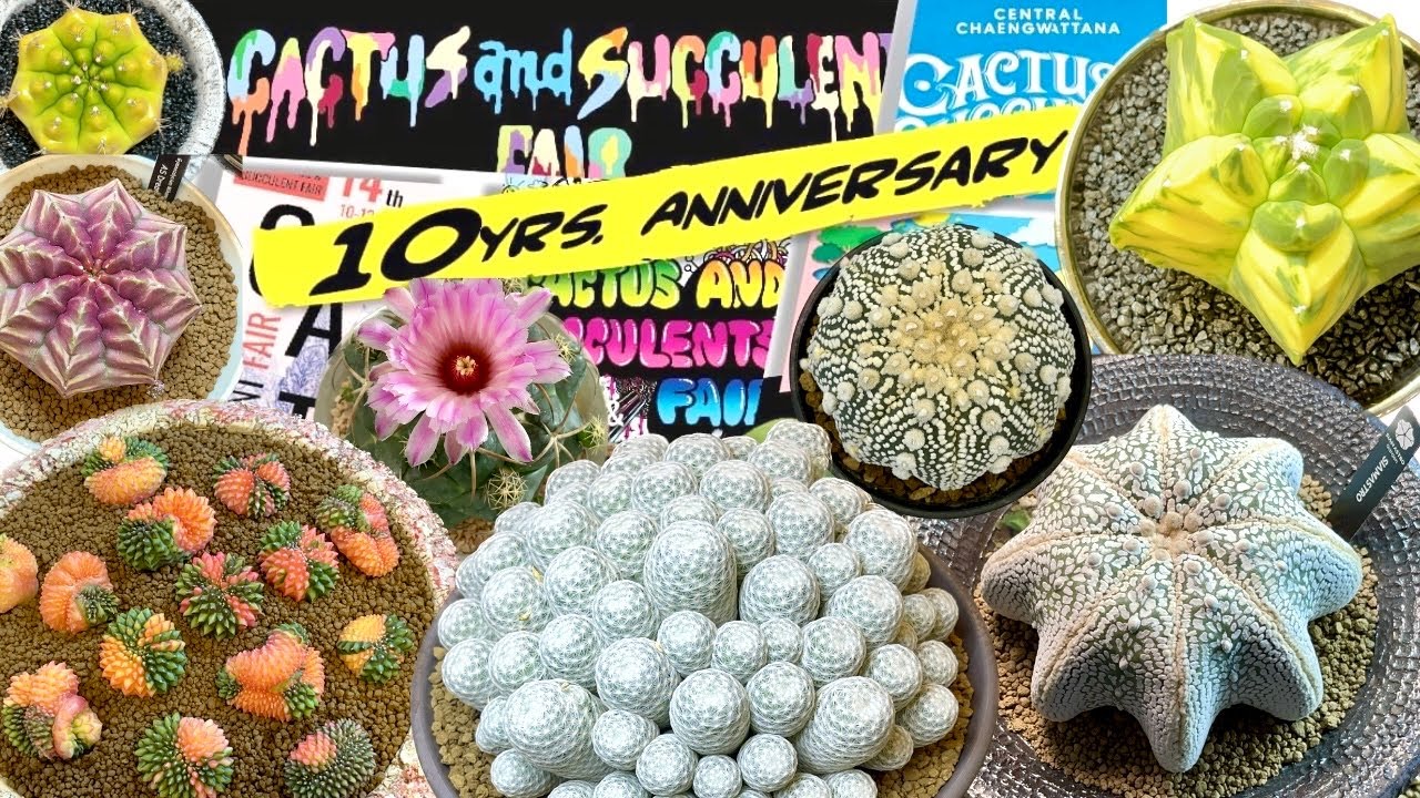 Tour Cactus & Succelents Fair 10 years anniversary งานใหญ่แห่งปี@Central Chaengwattana 1-2 July 2023