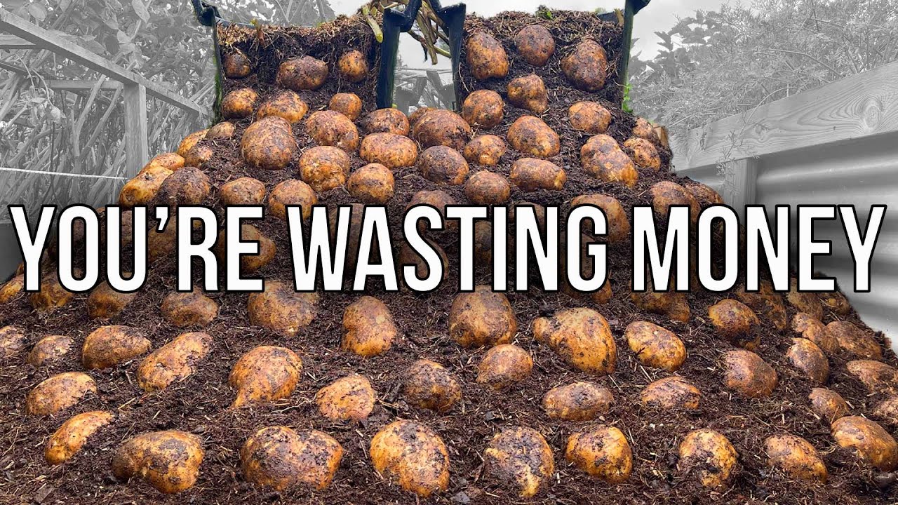 I'll Never Buy Potatoes Again. Here's Why!