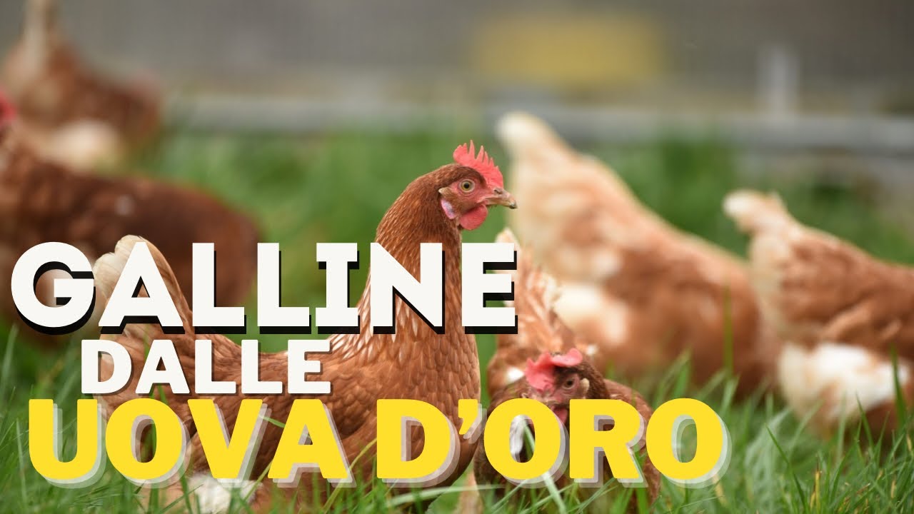 Arrivano le GALLINE: Potrò VENDERE le mie UOVA🥚(FORSE)