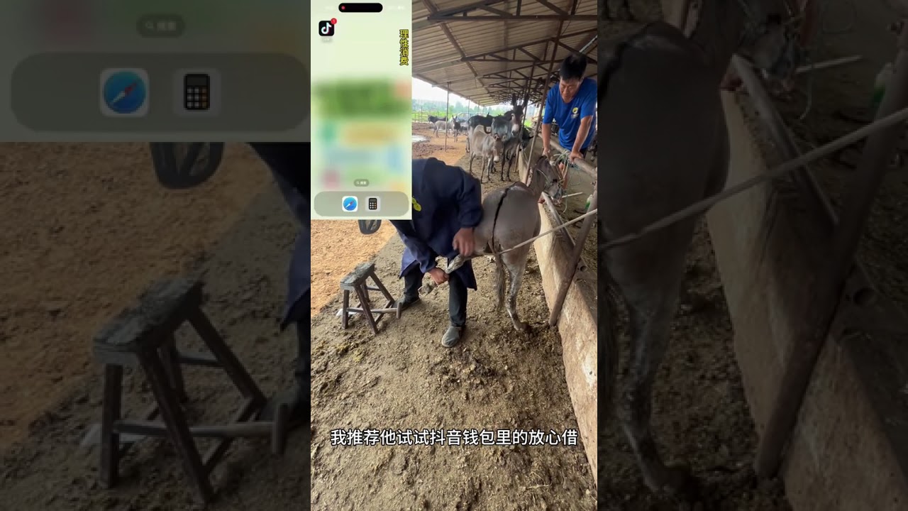 The Fearful Donkey's Urine Surprise: Big Feet & Shoes