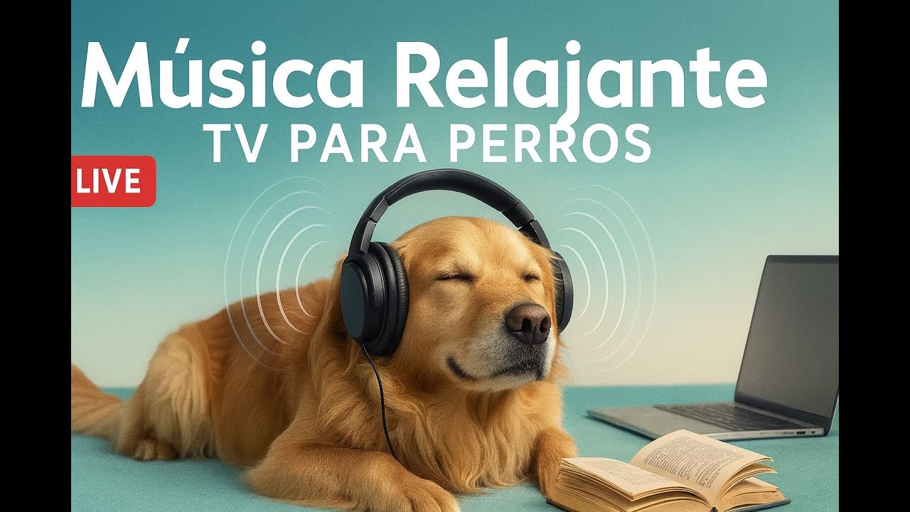 Sonido relajante para estudiar y calmar a tu perro si está nervioso | TV para perros