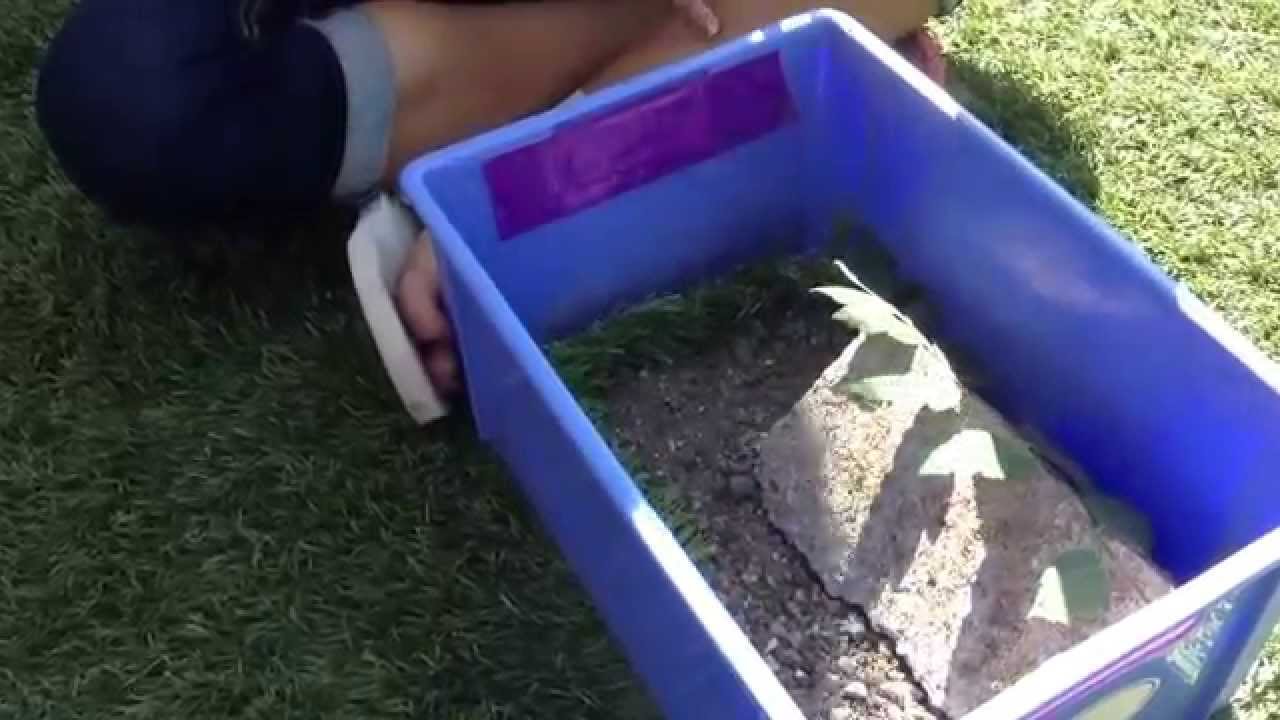 How to take care of a wild lizard