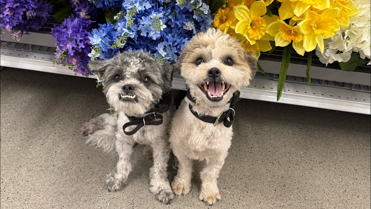 2 Untrained Shichon’s In - 2 Weeks Later - 2 Delightful Shichon Brothers Out 