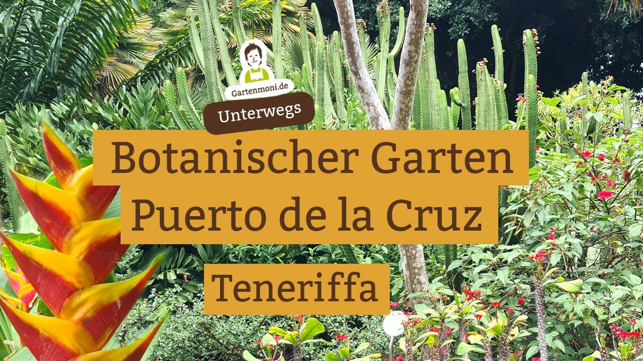 Beeindruckende Gewächse im botanischen Garten in Puerto de la Cruz auf Teneriffa