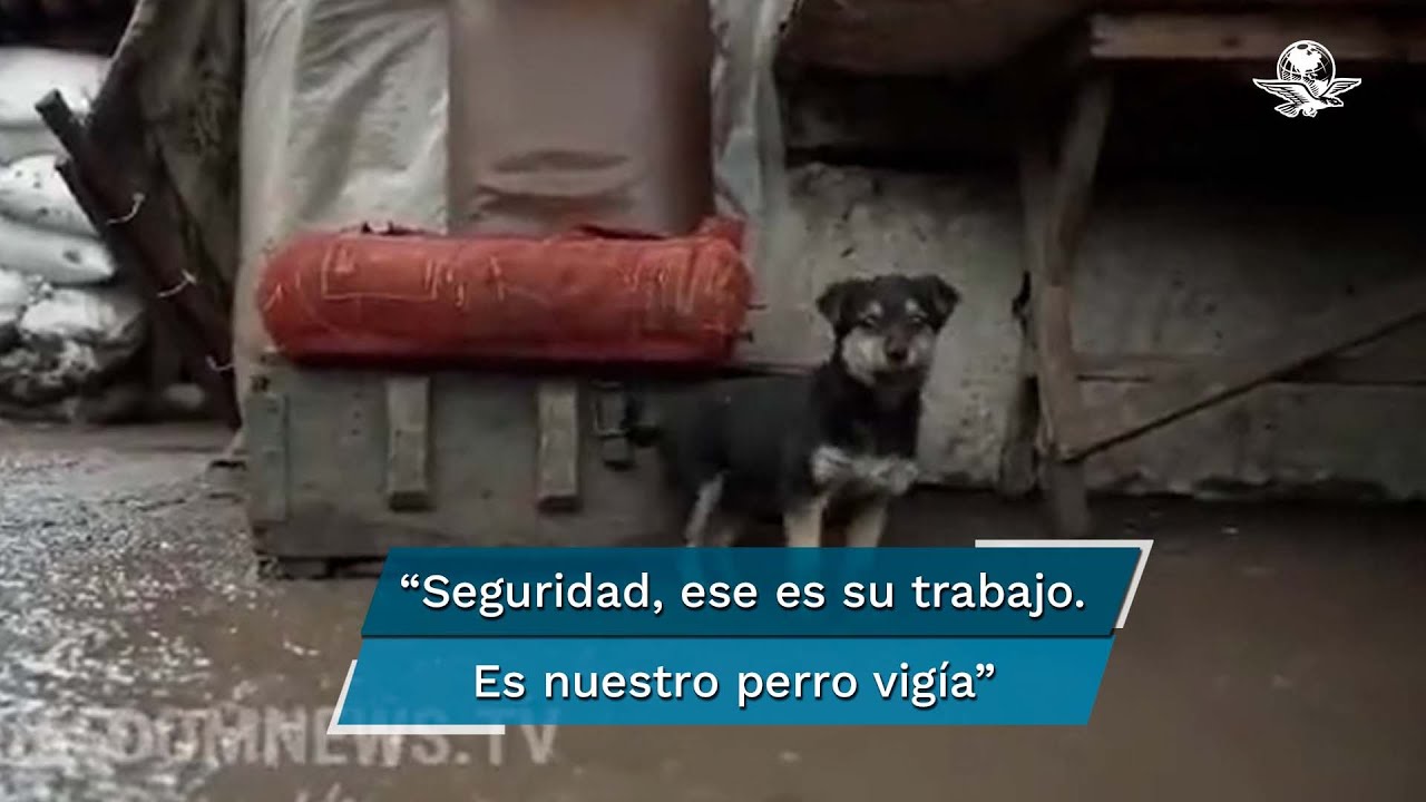 “Rambo”, el cachorro adoptado que cuida a los soldados ucranianos