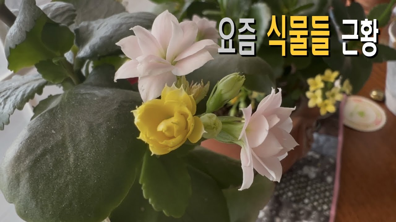 요즘 식물들 돌보는 하루, 집 안에서 마당까지 