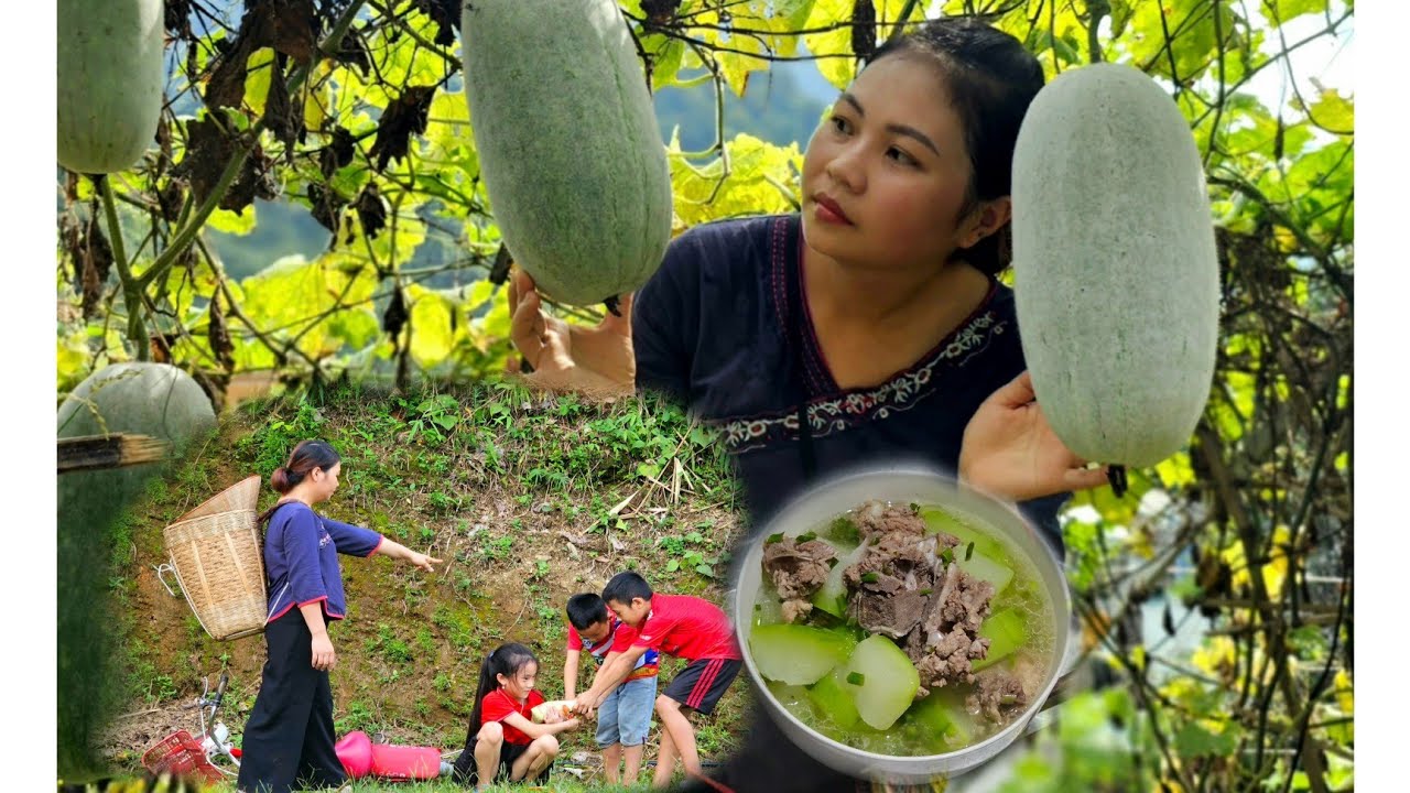 Harvest Pumpkin Go to the Market for Sale - Cooking with Children - Country Life | Trang Bushcarft