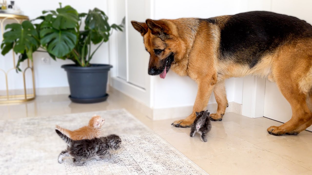 Tiny Kittens Attack This Big German Shepherd&hellip; With Love 🥹❤️