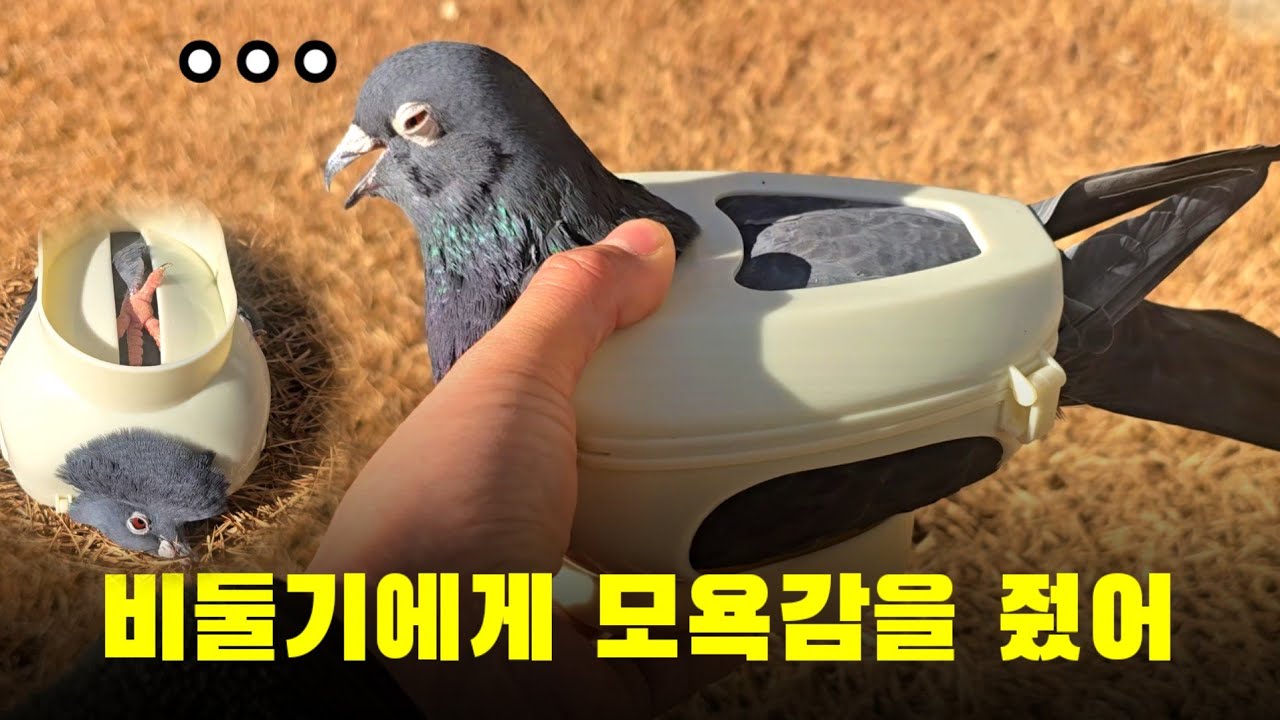 비둘기에게 모욕감을 줬어