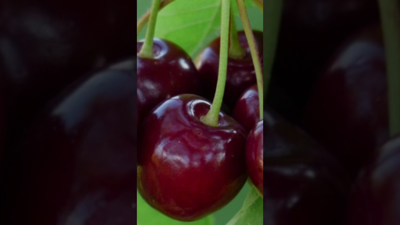 Some health benefits of cherries