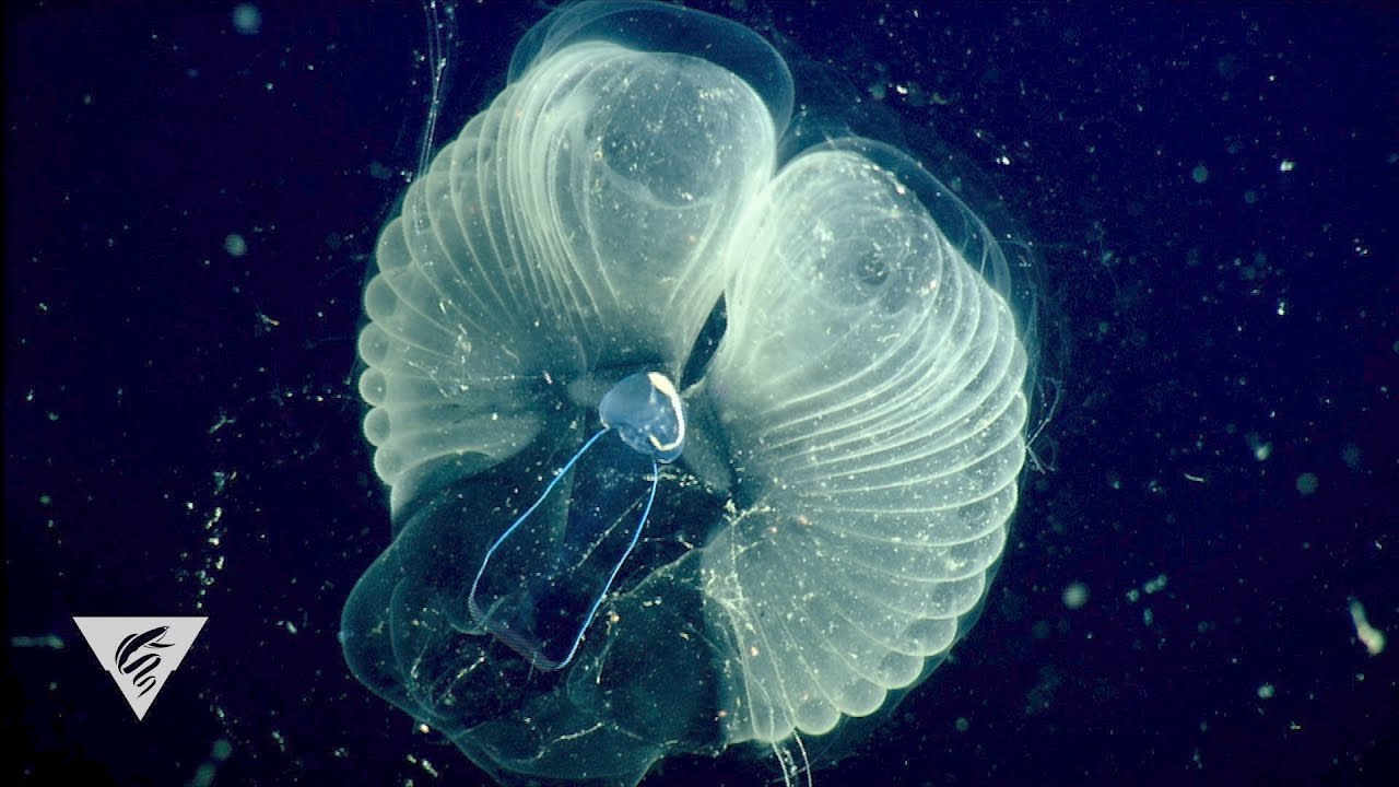The giant larvacean Bathochordaeus