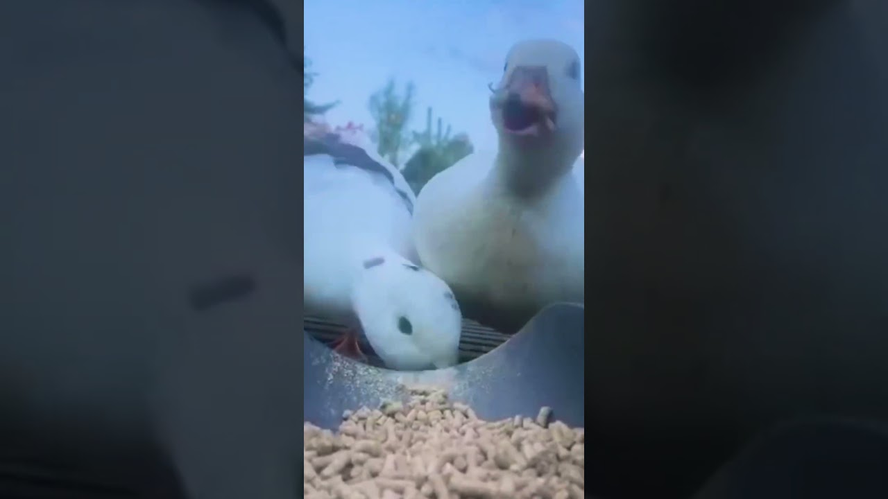 Welcome to duckingham palace! 🦆☘️