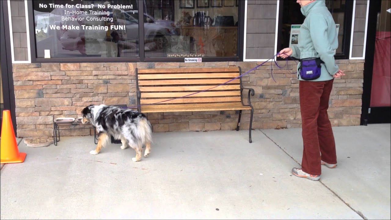 K9 Nose Work Practice for NW1 Trial