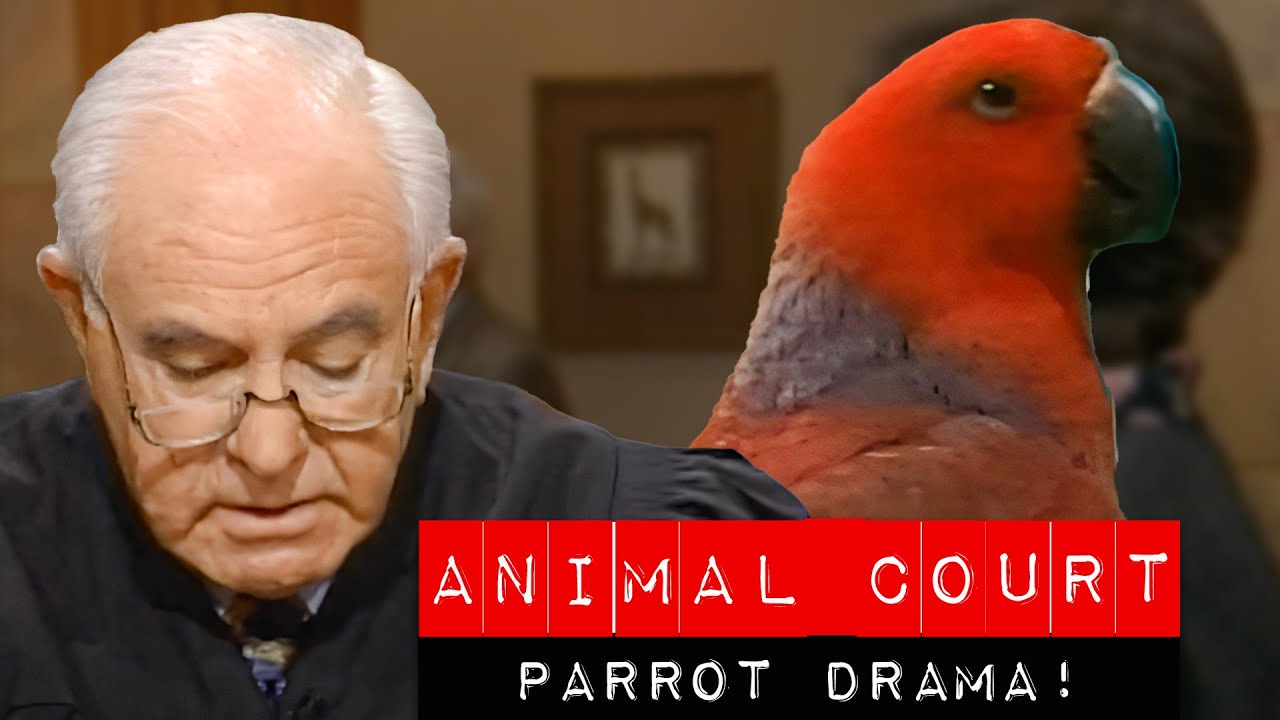 Animal Court: Parrot Joins the Courtroom!