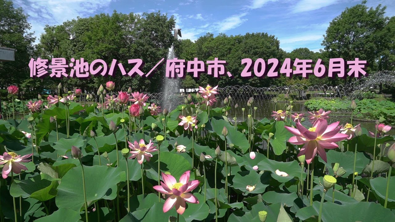 修景池のハス／府中市、2024年6月末