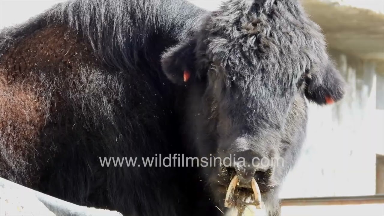 Baby grey cute little yak: Chicham Village high-altitude Himalayan settlement with domestic yaks