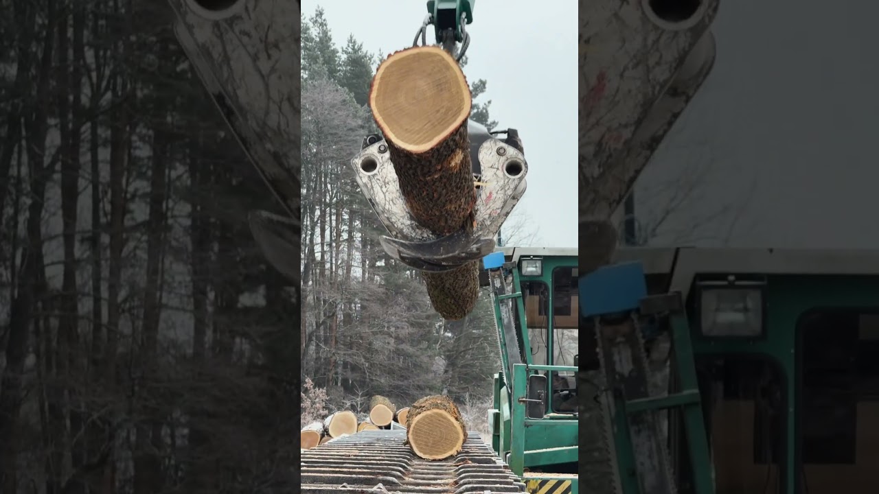 Oak logs #oak #sawmillfactory #wood #woodworking #logs #lumberprices