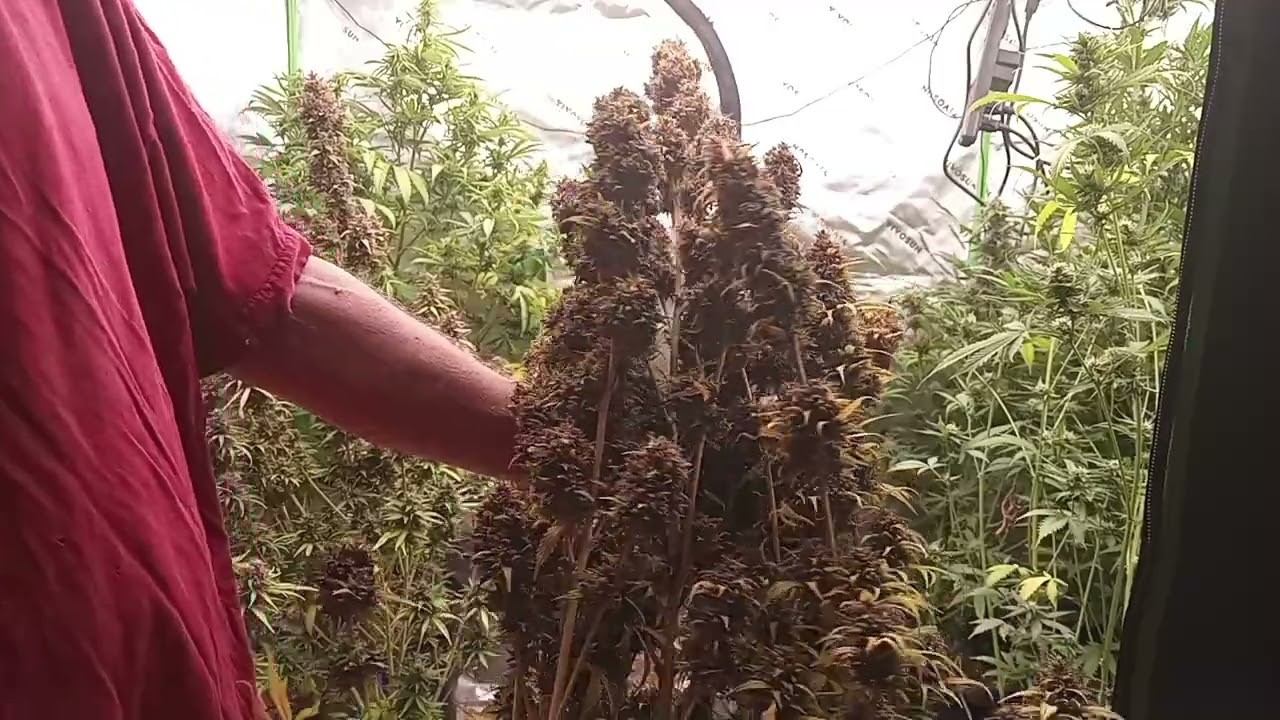 June 26th update JACKASHS Purple Mindset Autoflower Grow along chop day@growersmindset #growmiegang