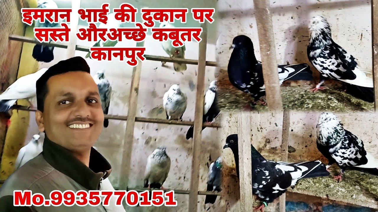 इमरान भाई की दुकान पर सस्ते और अच्छे कबूतर कानपुर for sale highgflyar pigeon #youtube #viral 