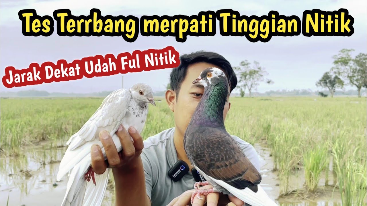 Lop Lop Merpati Jarak 100 Meter Udah Setinggi ini