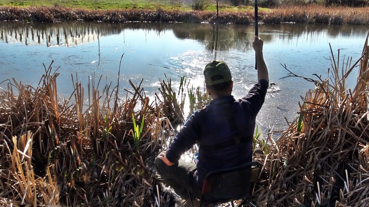 AM PRINS 106 CARASI PE BALTA SALBATICA CU FIR 0.10 CARAS URIAS