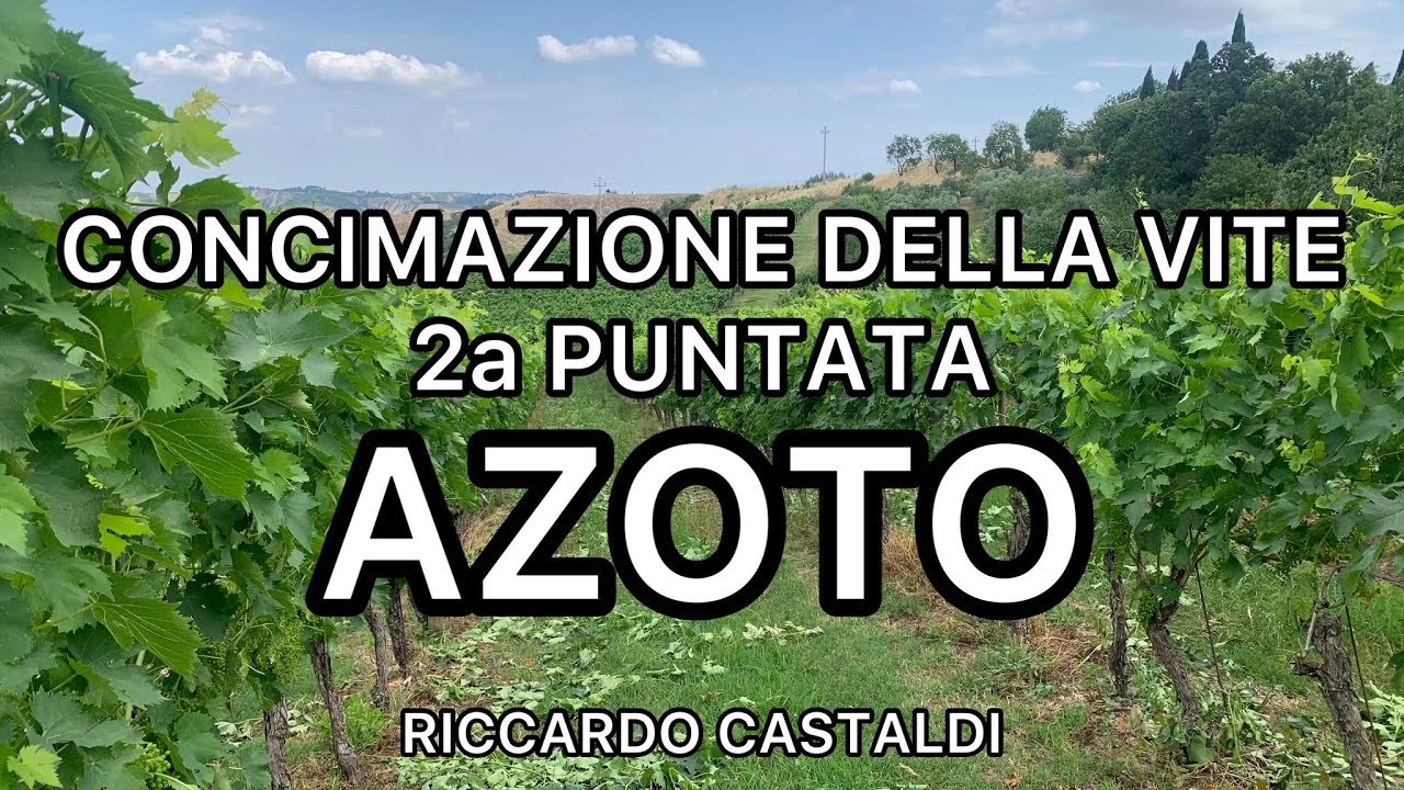 Vite. Concimazione del vigneto (2a puntata) - L’azoto