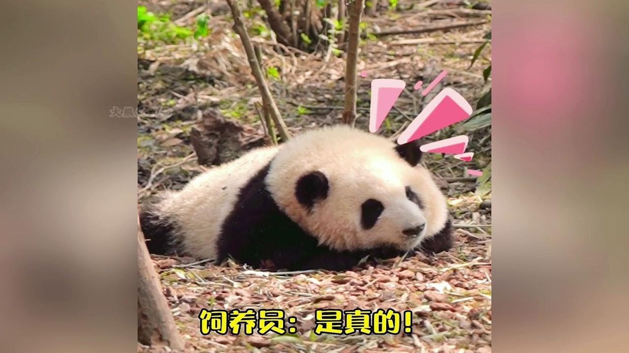 盘点熊猫花花听懂人话的十大精彩瞬间！哈哈，真的是太灵性啦！