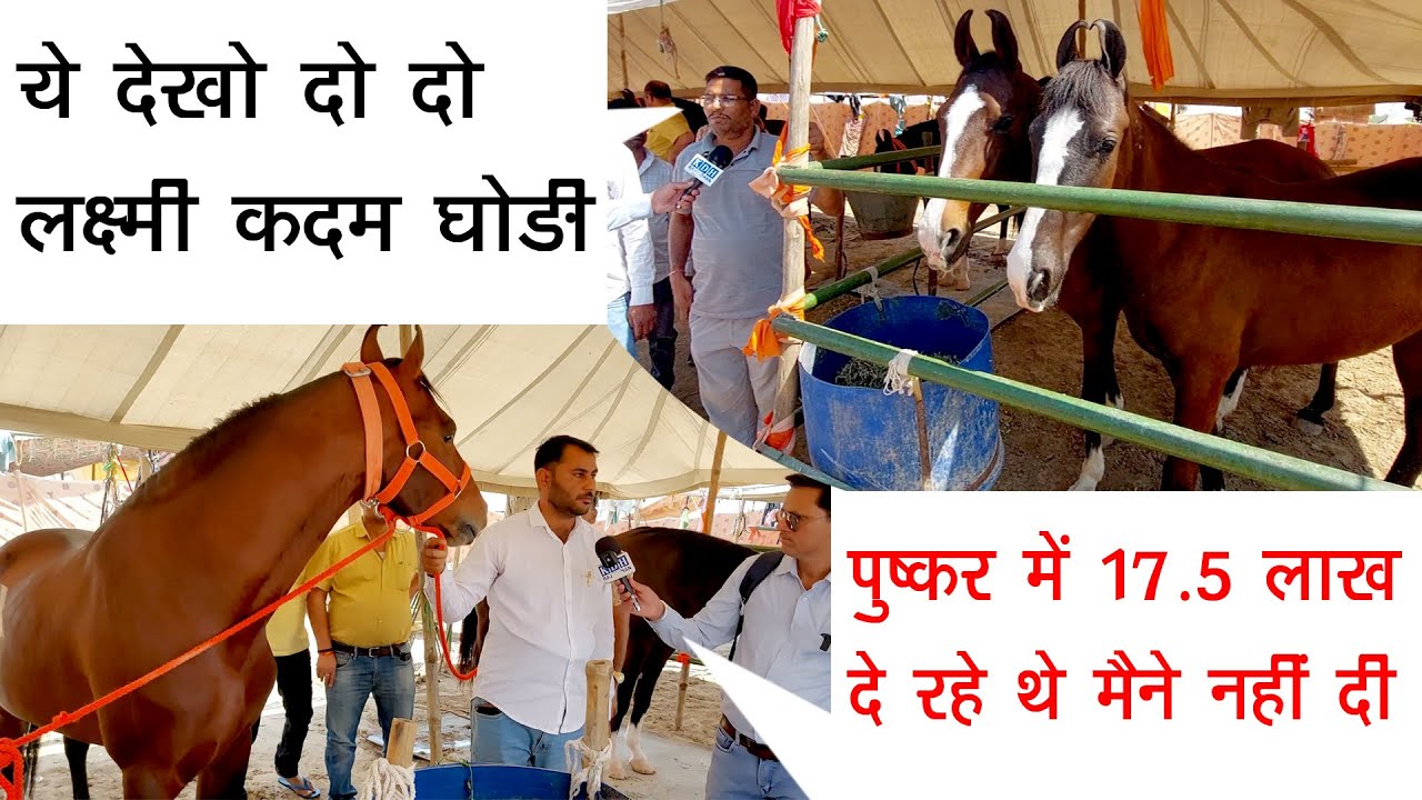 साढ़े 17 लाख दे रहा था नहीं/ घोड़ा की कीमत खानदान से होती है तिलवाड़ा बालोतरा पशु मेला Horse Market