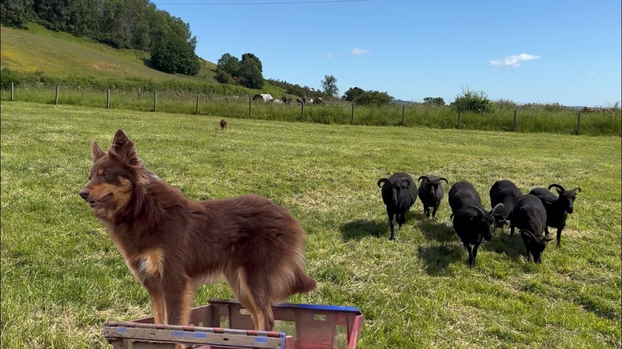 Дрессировка моего 10-месячного щенка овчарки
