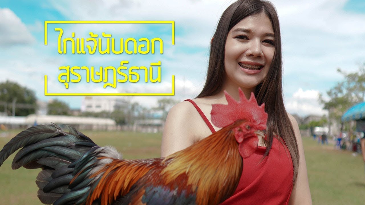 กติกาการแข่ง ไก่แจ้นับดอก ชักพระสุราษฎร์ธานี PetSiam by คนรักนกไทยแลนด์