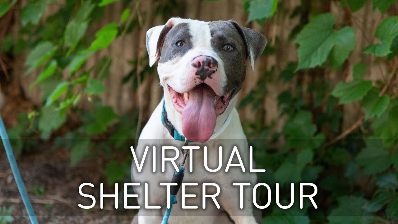 Virtual Shelter Tour