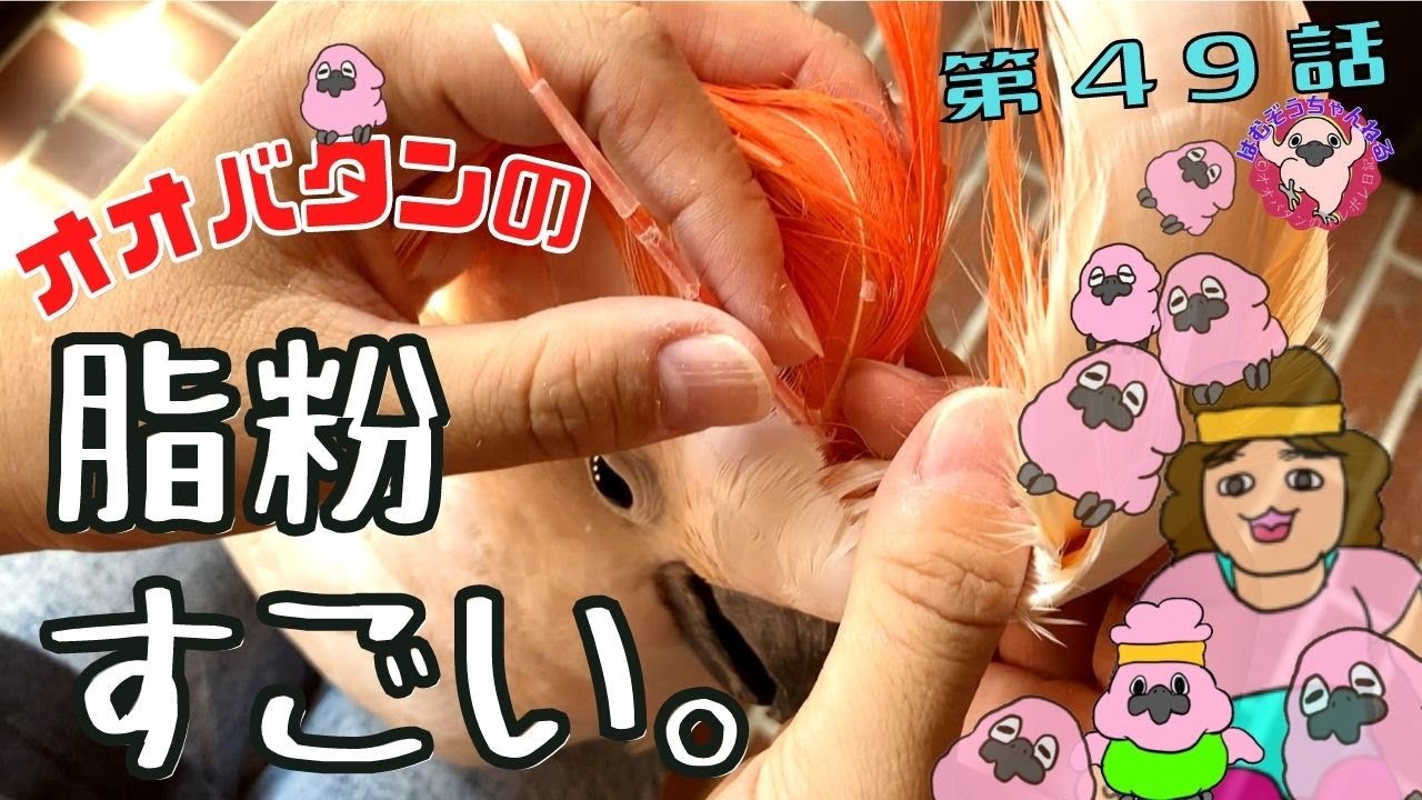 【粉すごい】第二弾オオバタンの粉ほぐし動画！お部屋の脂粉も降り積もる◆#◆羽夢蔵◆はむぞうちゃんねる◆Moluccan４９ Cockatoo◆