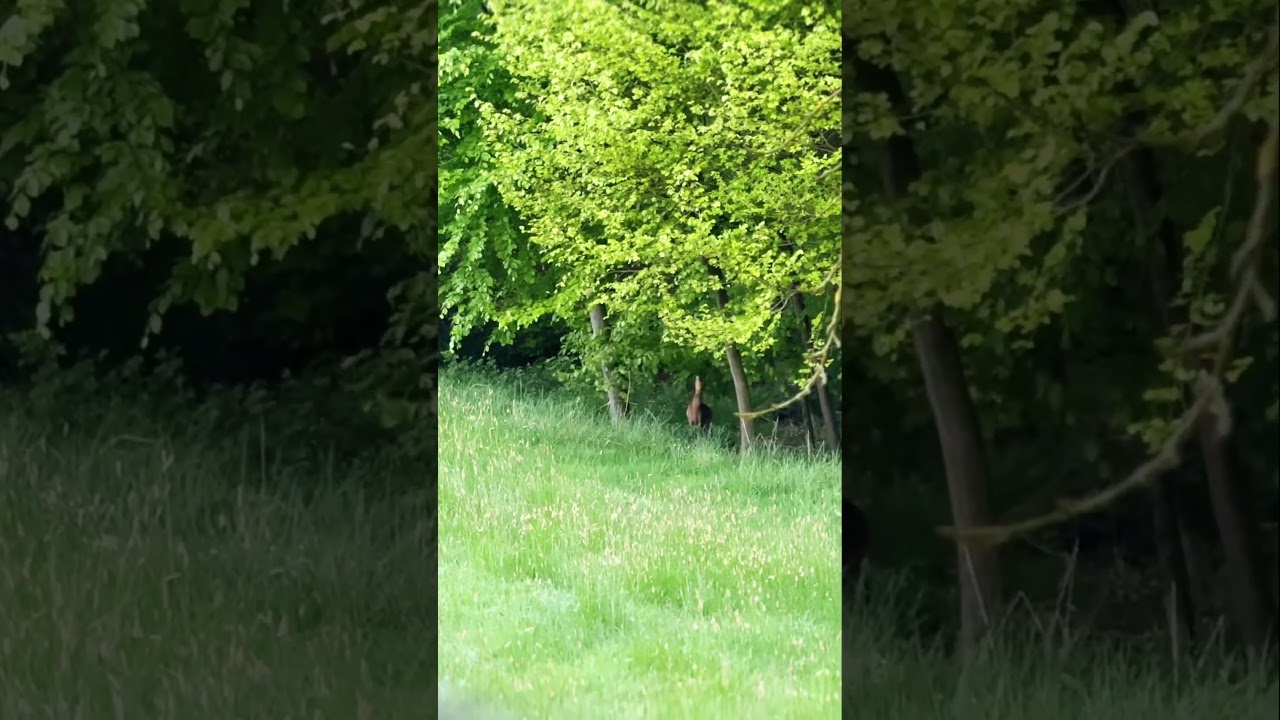 Jagd-Adrenalin:  Rehbock auf 50 Meter!  #bockjagd #2025  #jungj&auml;ger