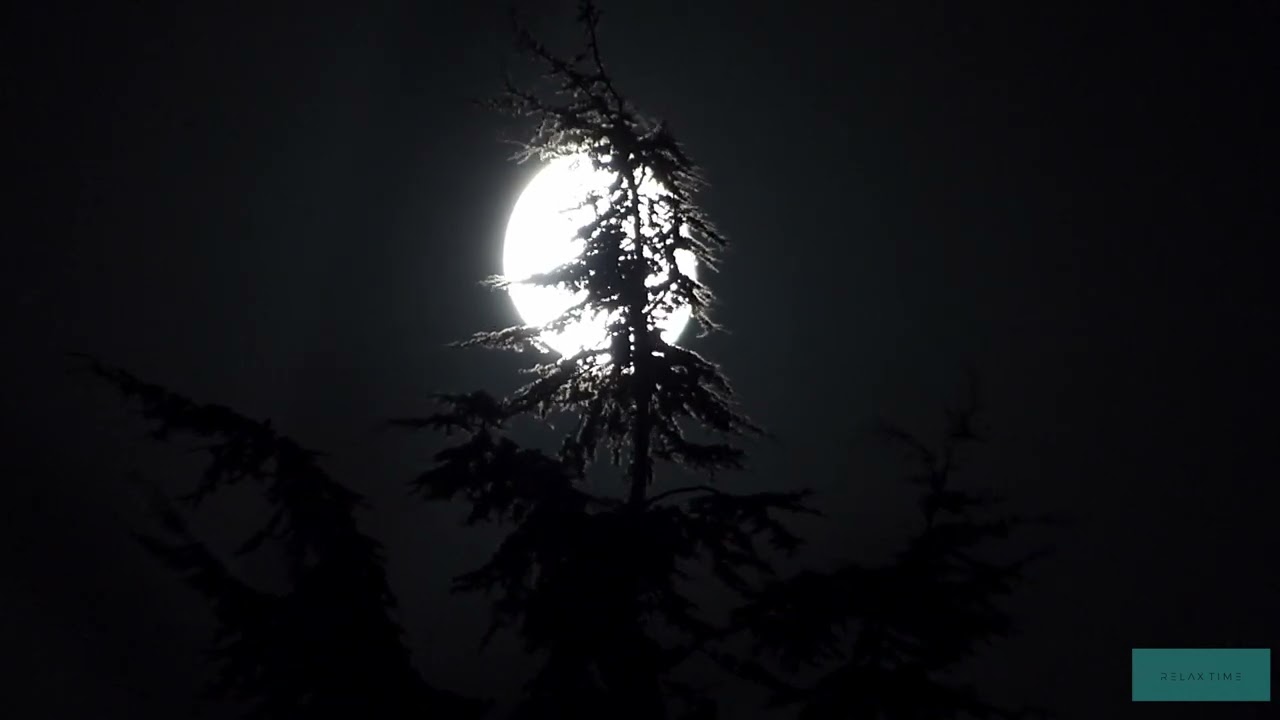Détente Nocturne : Sons apaisants de la forêt la nuit 🌙 | Bruit de la nature pour dormir profondémen