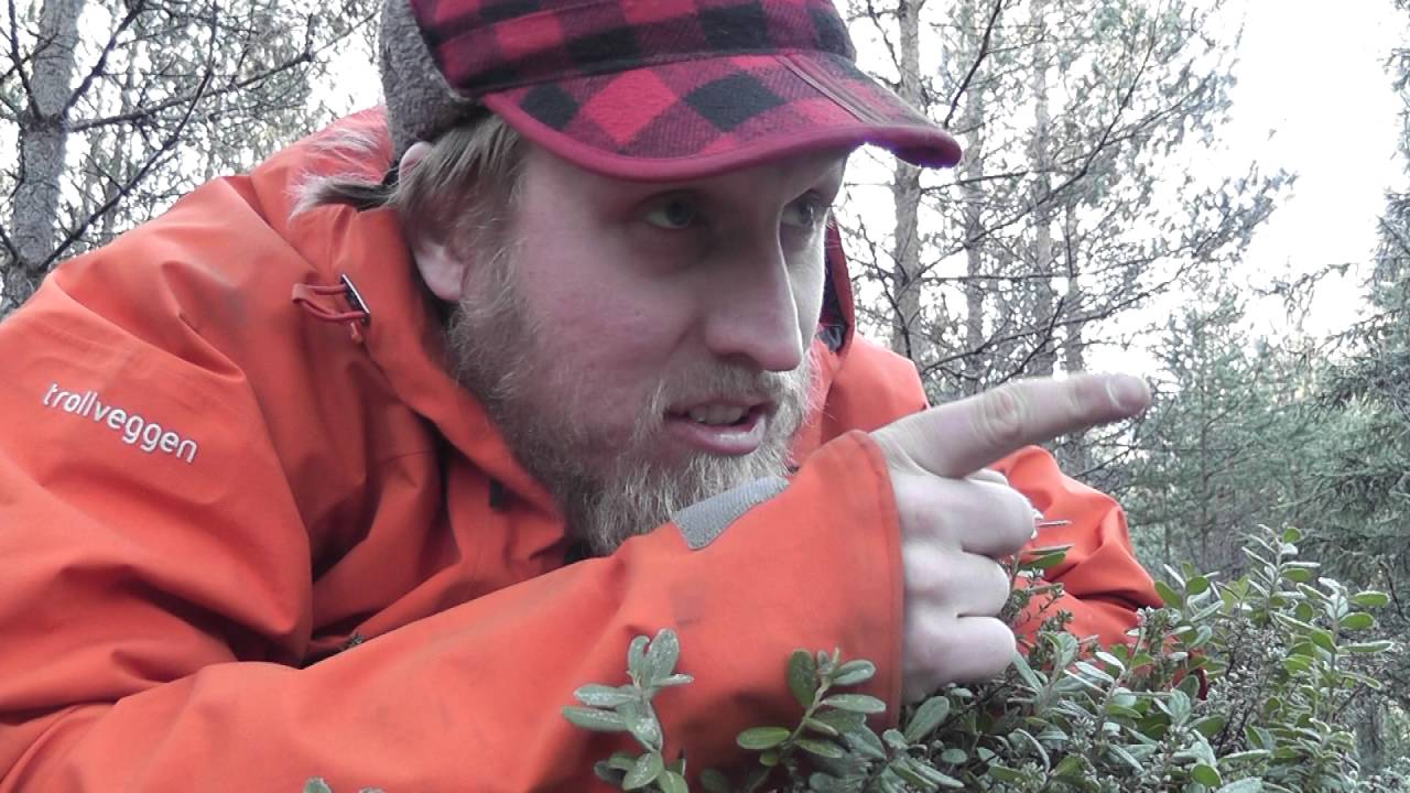 DNT Sør ser på livet i Setedals skoger