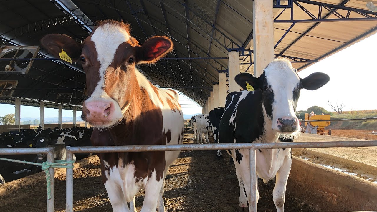COMO FAZEMOS RAÇÃO PARA VACAS DE LEITE NA FAZENDA?? Cobrindo folga do Igor!