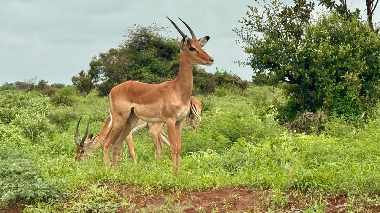 Tsavo East Safari #tsavoeast #4x4