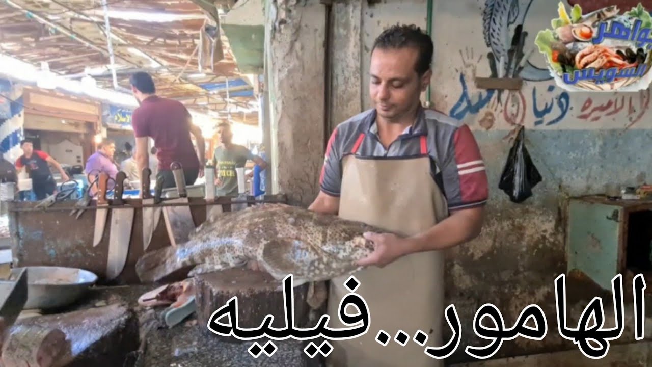 شاهد طريقة تنظيف وتجهيز هامور للفيلية مع الشيف: سامي. سرعة ومهارة وإتقان.